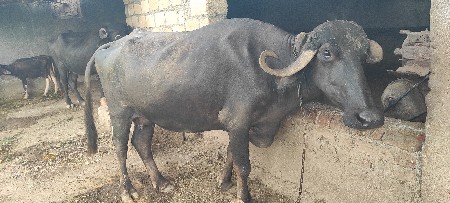 બીજું વેતર કિંમત 95000