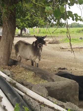 બળદ વેચવાનો છે