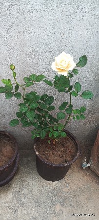 નર્સરી રોપ