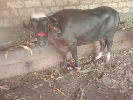 ભગરી.ભેસ