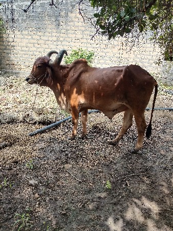બળદ વેચવાનો છે એક જ છે