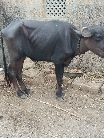 ઠંડાઈ.વેચવાનીછે