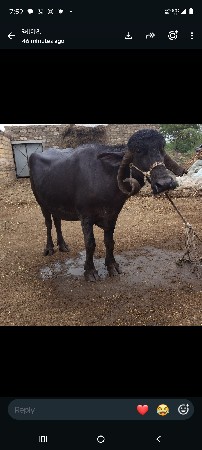 પારેટી ભેંસ વેચવાની છે