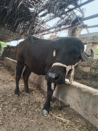પેલું વેતર ખડેલી