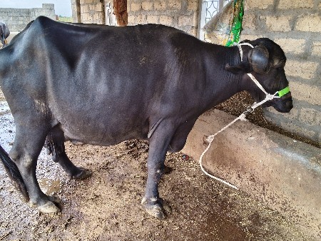 ભેશ