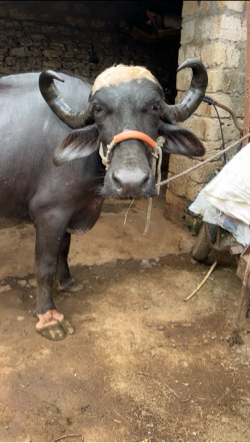 10.... દિવસ ની કાચી