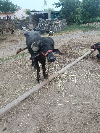 2 khadela vesvana se