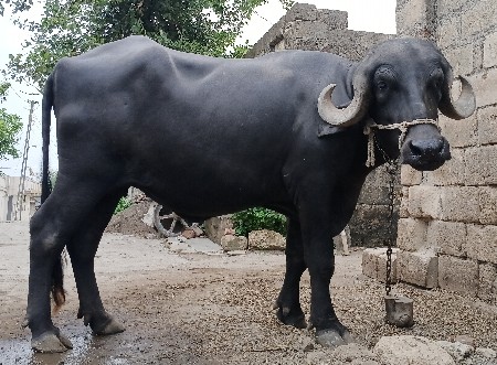 આ ભેસ વેચવા ની છે
