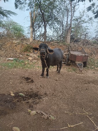 ભેશવેશવાનીશે કીમત એકલાખ