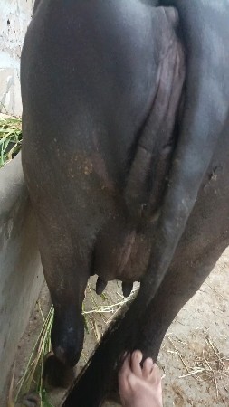 10 દિવસની કાચી