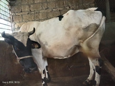 vechvani se