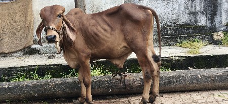 વાછડો આપવાનો છે.