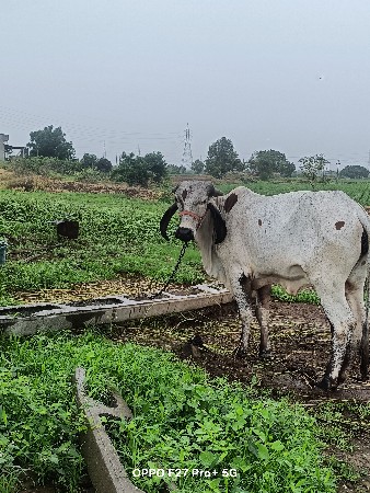 વાછડી વેચવાની છે