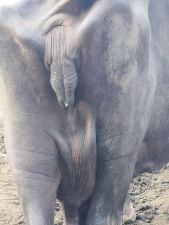 ભેંસ વેચવાની છે
