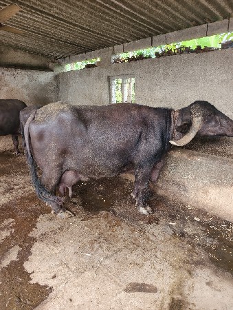 આ‌ ભેંસ વેચવાની છે