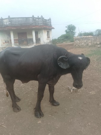 પાડો વેચવાનો છે