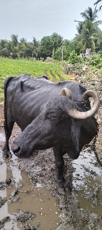 ભેંસ વેચવાની છે