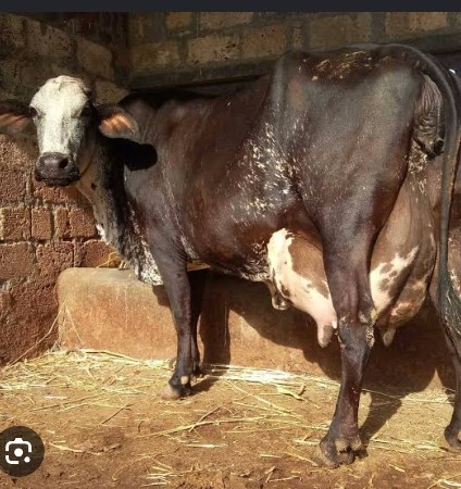 ગીર ક્રોસ જર્સી લેવાની છે 5