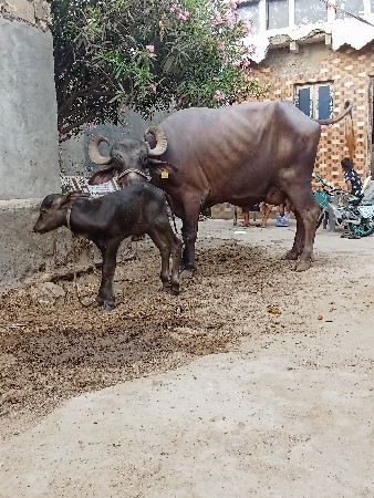 ભેશ વેછવાની છે તેજુ વેતર છે