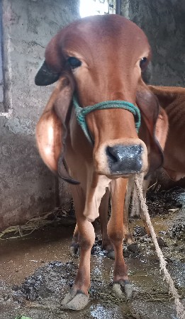 ગીર હોડકા વેચવાના છે
