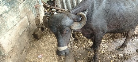 પેલવેતરૂ