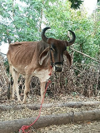 ગોધરા વેચવાના છે