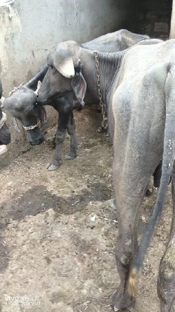 બે ખલેડા એક પાડો વેચવાનો છે