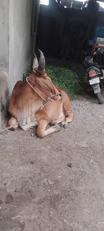 1  વાવણી વાવેલ