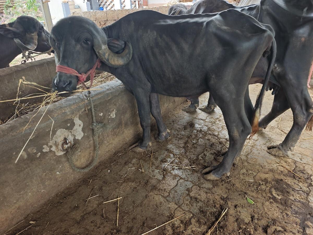 ઠાલી ખળેલી વેચવાની છે