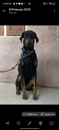 Doberman female vechvani che