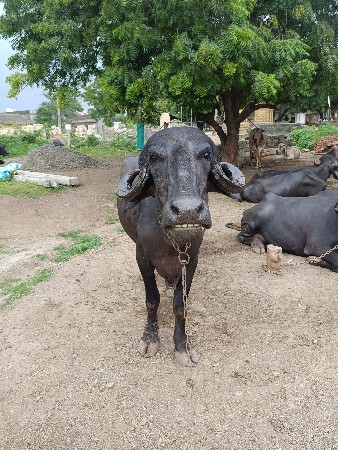 ખડેલી વેચવાની છે