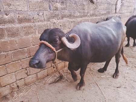 ભેંશ વેચવાની છે..