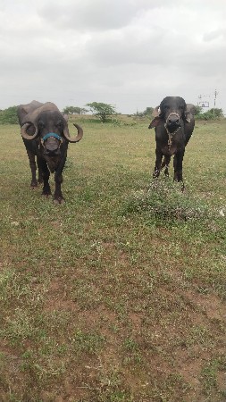 બે ખડેલા વેચવાના છે