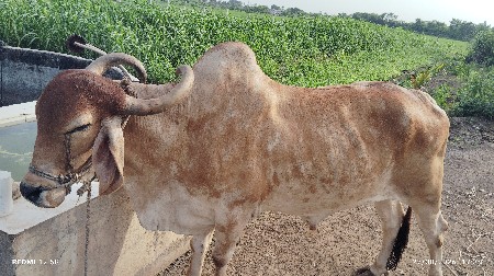 બળદ