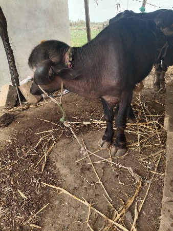 ખડેલી