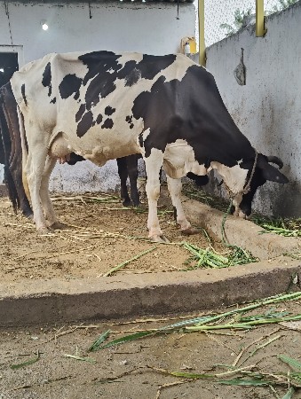 ગાય વેચવાની છે