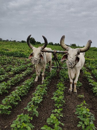 બળદ વેચવાના છે