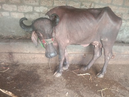 ભેસ