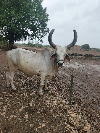 બળદ વેચવાનો છે