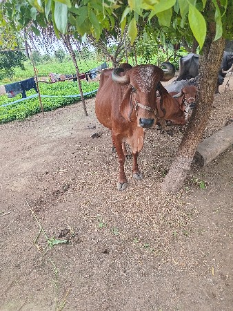 ગાય વેચવાની છે