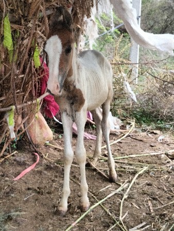 મનદીપભાઈ