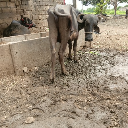 ખરેલી વેચવાની છે