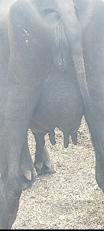 2વેતર વીયાની સે