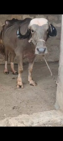 ભુરી ખડેલી વેચવાની છે