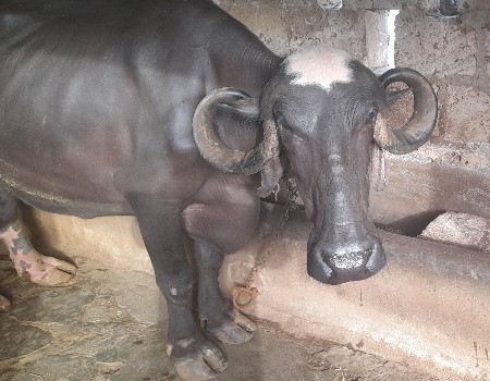 આ ભેસ વેચવાની છે