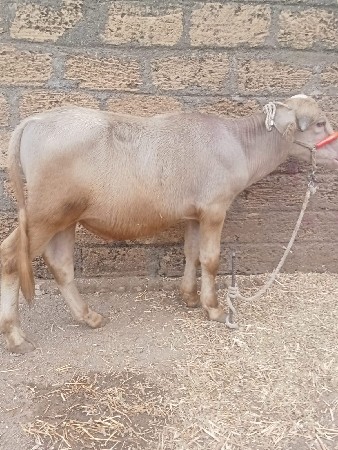આ પાડો વેચવાનો છે