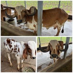 ગીર ગાય