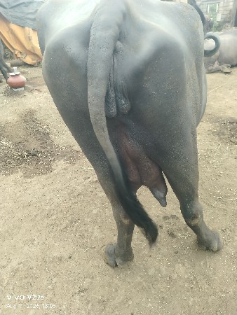 વેચવાની છે