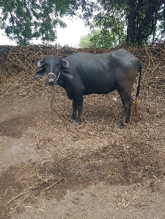 ખરેલું વેચવા નું છે ગાભની