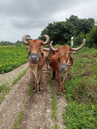 બળદ વેચવાના છે
